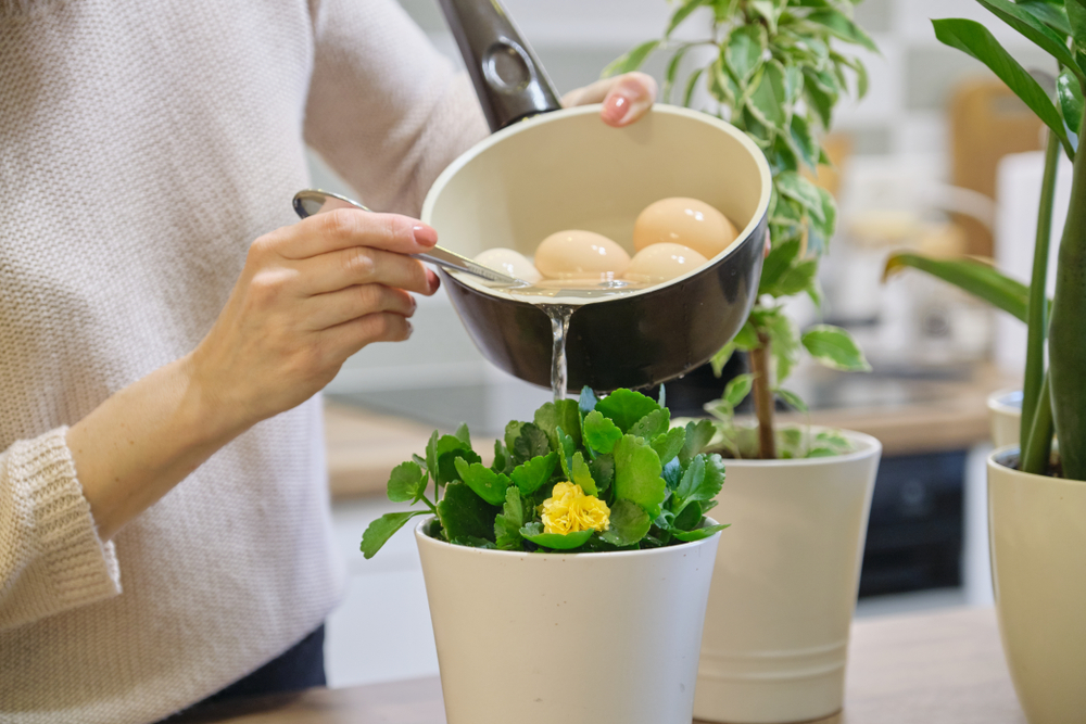 10 Easy Ways to Make Your Kitchen Eco-Friendly (Even on a Budget!)